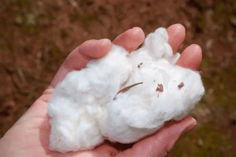 What is Pima Cotton? [5 Most Luxury Types]