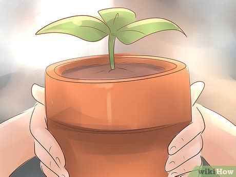 3 Ways to Become a Botanist - wikiHow Life