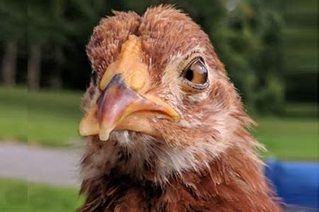 Crossbeak in Chickens - Cackle Hatchery - animalonly.com