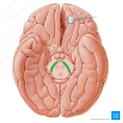Substantia nigra: Anatomy, structure and function | Kenhub
