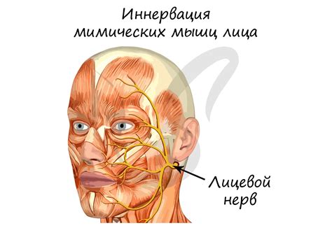 Нервная ткань, подготовка к ЕГЭ по биологии