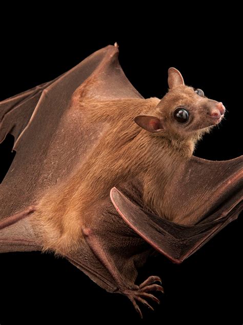 BAT! Sculpture Figurines etna.com.pe