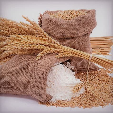 wheat production opportunity  nigeria farmersmanual
