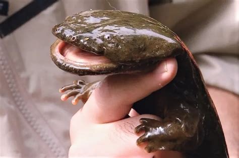 hellbender animal media foundation