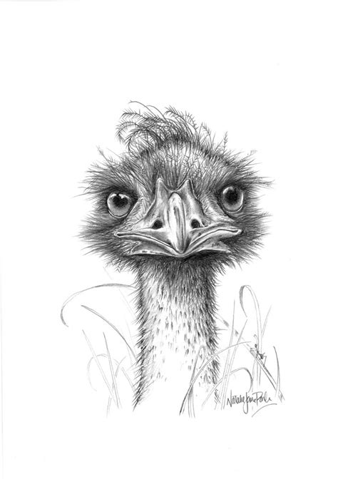 Emu (Dromaius novaehollandiae) Graphite Pencil Drawing Australian ...