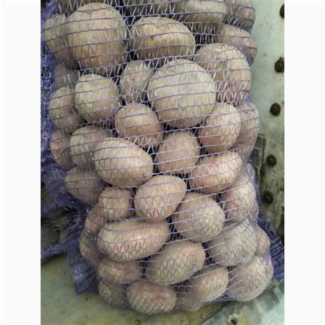 Продам картоплю, купити картоплю — Agro-Ukraine
