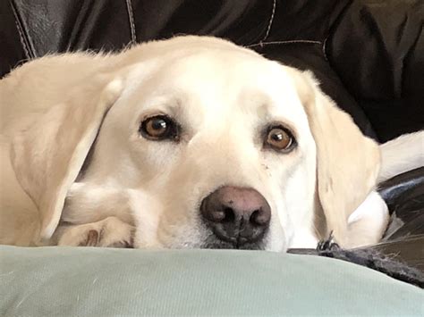 My big baby Phoebe : aww