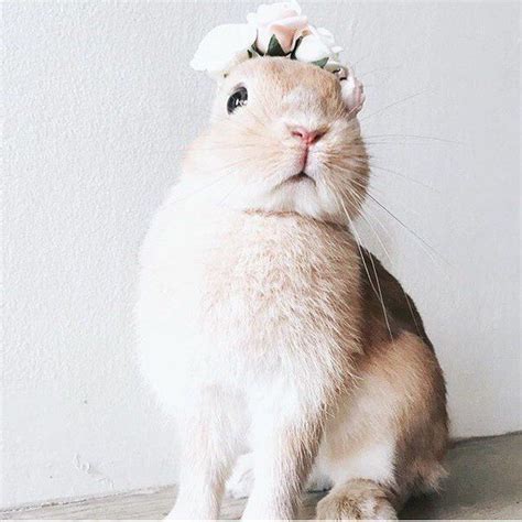 Самый милый кролик🐰 | Animals, Cute bunny, Bunny pictures