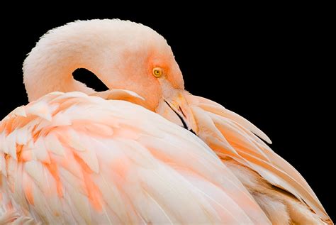 Fauna - Animals Gallery