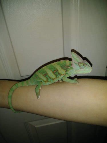 When do baby veileds start to develop colors? | Chameleon Forums