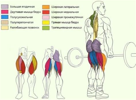 Станова тяга які м'язи працюють в першу чергу?