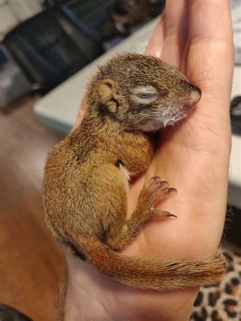 Now Showing: Baby Squirrels — Philadelphia Metro Wildlife Center