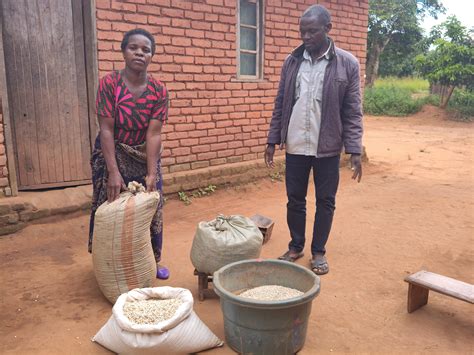 Bean farming potential in Malawi | PABRA