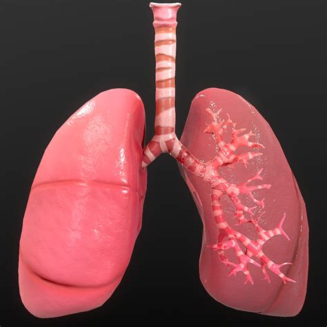 Anatomy organ lungs 3D model - TurboSquid 1528728