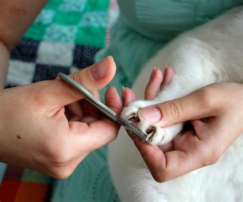 do cats shed their claws 8