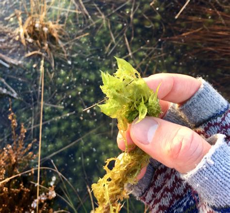 Lowland Raised Bogs - Scotlink