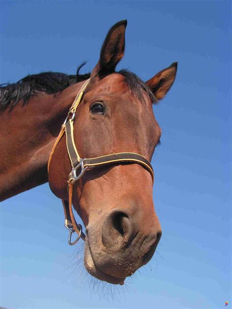Define Horse, Horse Meaning, Horse Examples, Horse Synonyms, Horse ...
