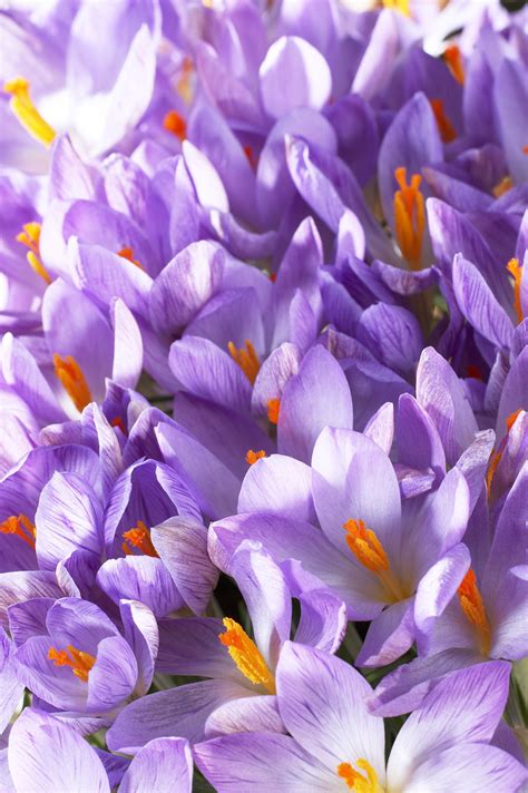 Какие крокусы выбрать? - Блог Інтернет магазину Флоріум - FLORIUM.UA