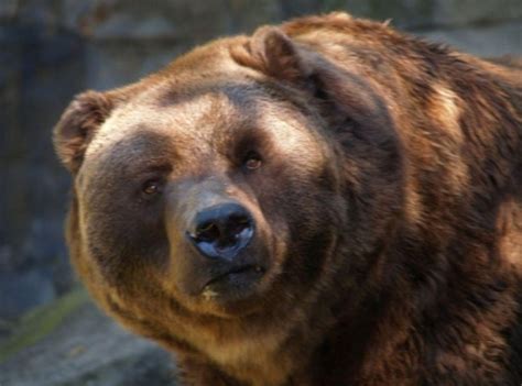 Ursidae; Osos; Ailuropoda; Osos Negros; Pandas Gigantes; Osos Pardos ...