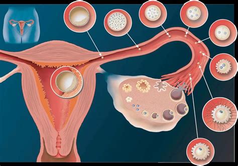 Есть ли у вас овуляция? | SBS med
