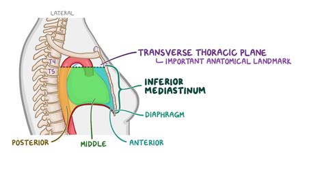 anatomy   inferior mediastinum osmosis