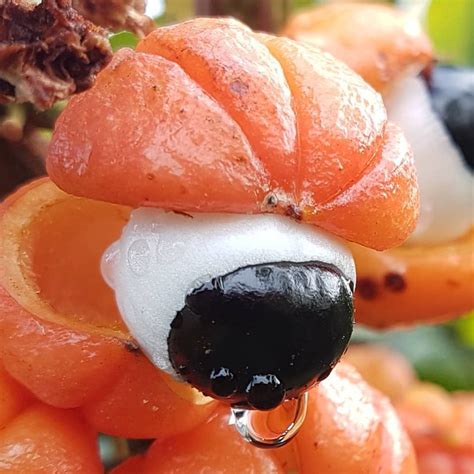Guarana