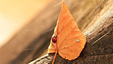 Ladybug Leaves Foliage Leaf - Free photo on Pixabay - Pixabay