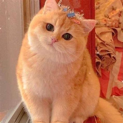 Сладки котета