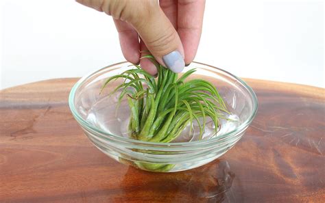 3 Simple Secrets To Keep Your Air Plant Tillandsia Thriving