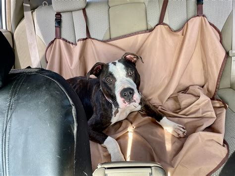 yolo county animal services 11