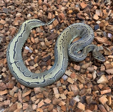 brown  ball python traits morphpedia