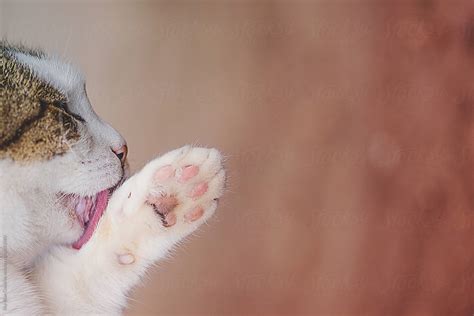 "Cat Cleaning His Paw" by Stocksy Contributor "Sky-Blue Creative" - Stocksy