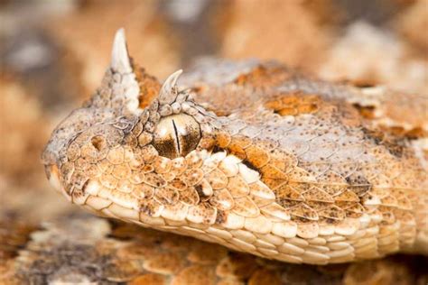 Vipers: Snakes evolved horns on eyes and nose based on their habitat ...