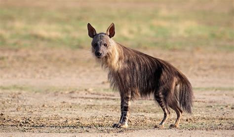 brown hyena facts distribution population biodb