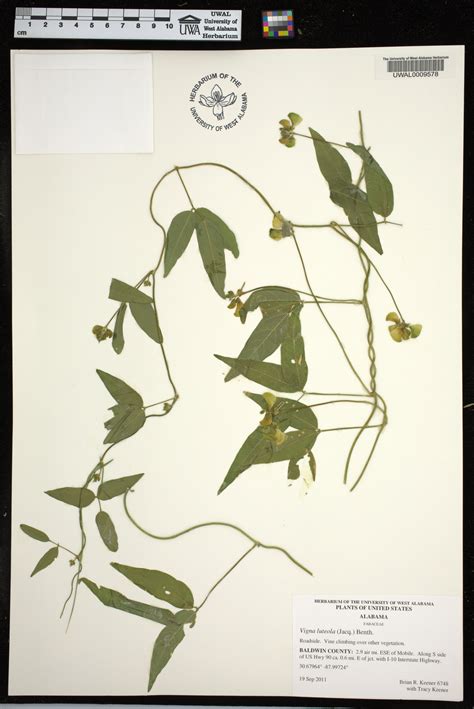 Vigna luteola - Species Page - APA: Alabama Plant Atlas