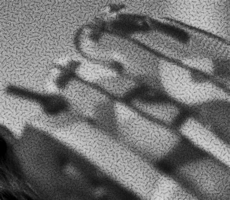 unleash  reticulated film python ilford photo