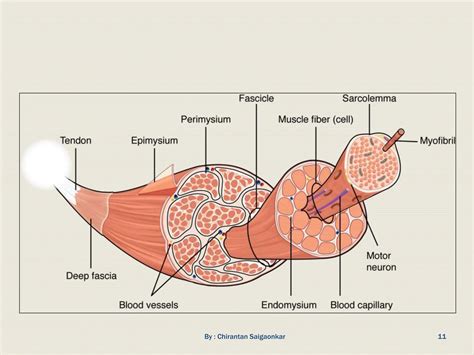 STRUCTURE OF MEAT MUSCLE AND ASSOCIATED TISSUES.pptx