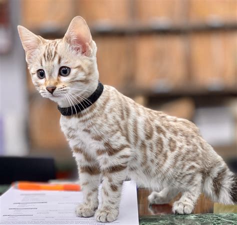 Bengal Cat Hypoallergenic For Sale - Funny Cats