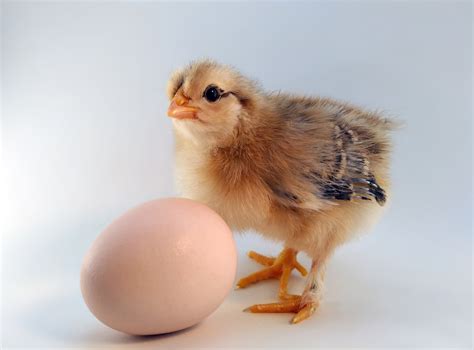Mengenal DOC Ayam untuk Melihat Masa Depan Usaha Ayam