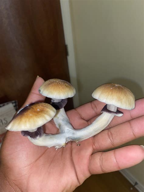 [actives] The 3 “Mushketeers” : r/MagicMushrooms