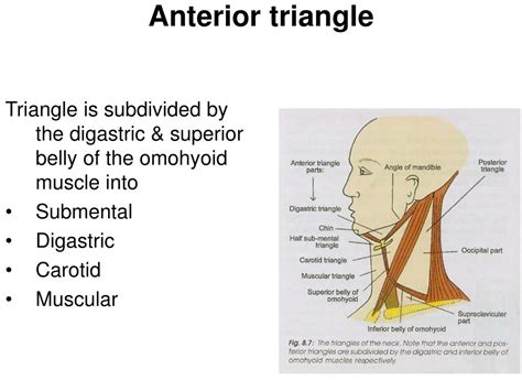 PPT - Anterior triangle PowerPoint Presentation, free download - ID:5436377