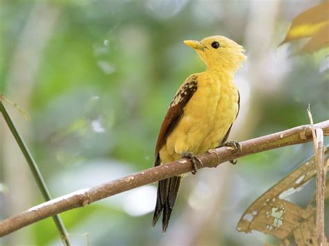 Foto Do Picapau Amarelo - Foto pica-pau-amarelo (Celeus flavus) Por Anselmo d`Affonseca | Wiki ...