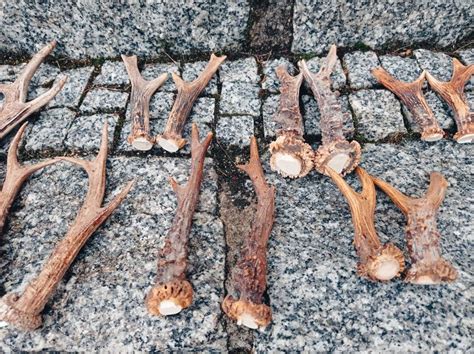 Real Roe Deer Antlers Real European Roe Deer Antlers Viking Set Skull ...