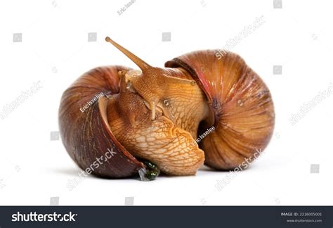 Two Giant African Land Snail Mating Stock Photo 2216005001 | Shutterstock