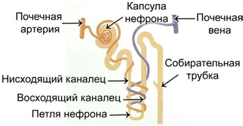 Биология 7 класс: Выделительная система