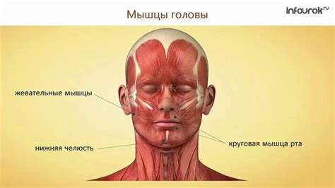 Строение и функции скелетных мышц - Смотреть онлайн в поиске Яндекса по ...