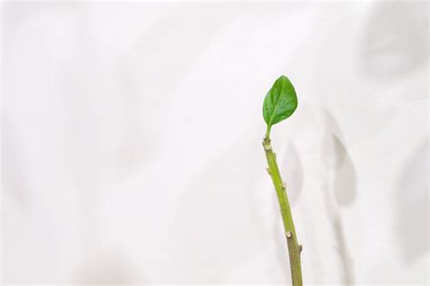 Leaf