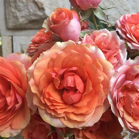 Купить Априкот Лэйс / Apricot Lace | Садовый центр "Садовод" г. Тольятти