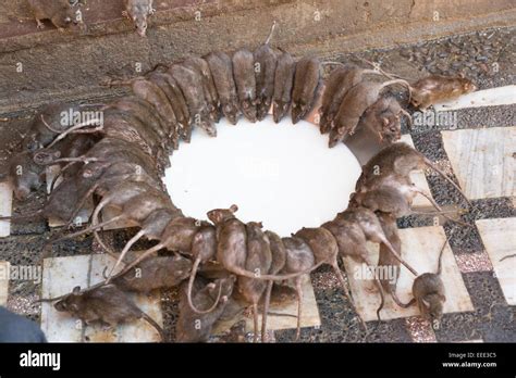 Karni mata hi-res stock photography and images - Alamy