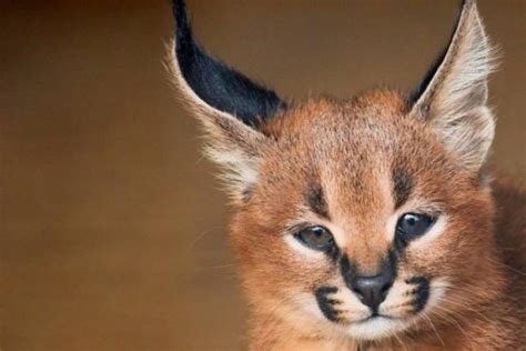 animal facts  pics